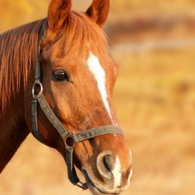 Пансионат с лечением "Заря" - Конный клуб
