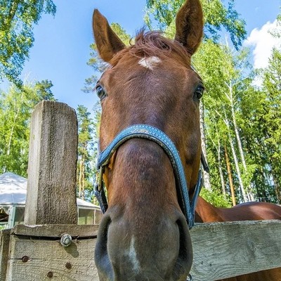 Парк-отель Атлас - Конный клуб