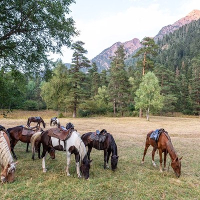 Отель Arkhyz Royal Resort & SPA - Конный клуб